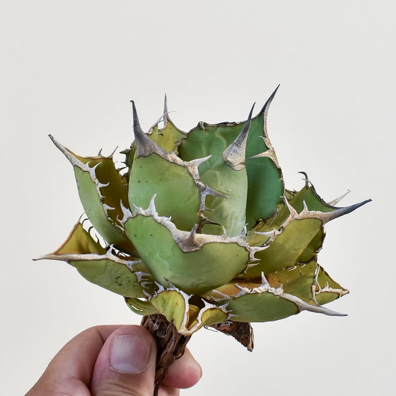 アガベ　チタノタ　パンダ　親株 アガベ チタノタ パンダ 