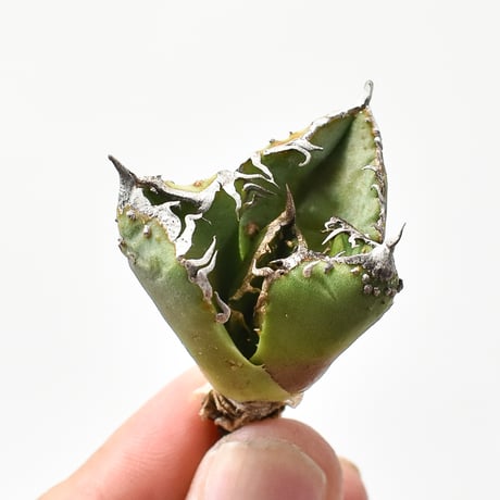 アガベ チタノタ 麻花龍  【台湾 berlin産/子株/抜き苗】D BE2402603(T)