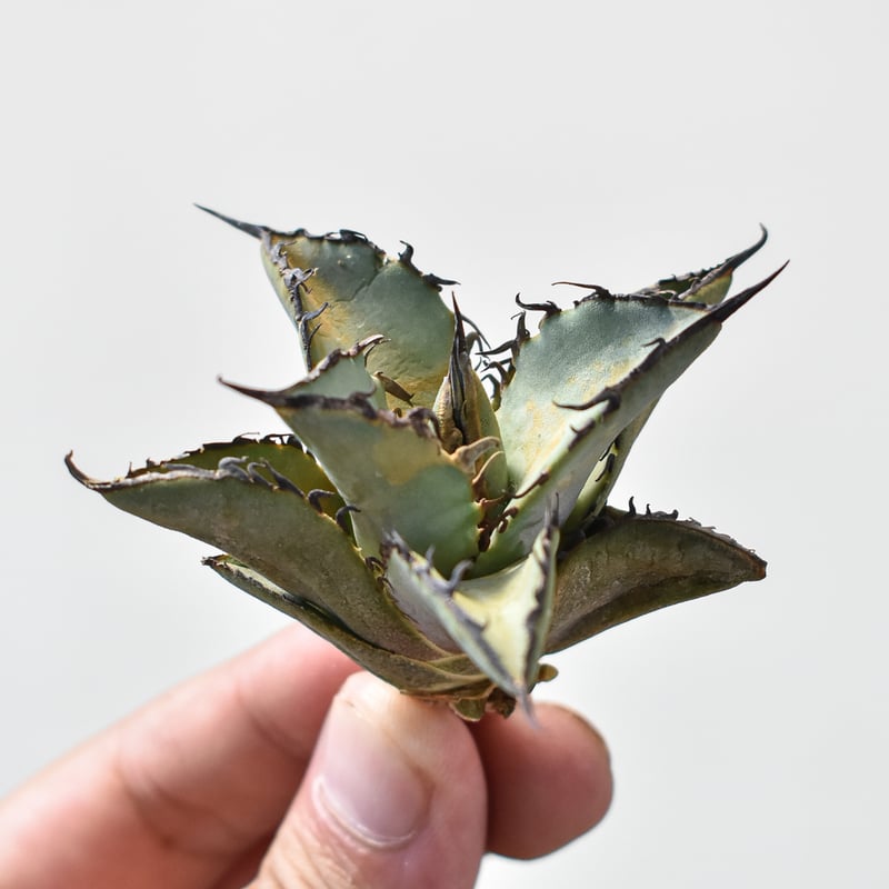 アガベ チタノタ ソルティードック 