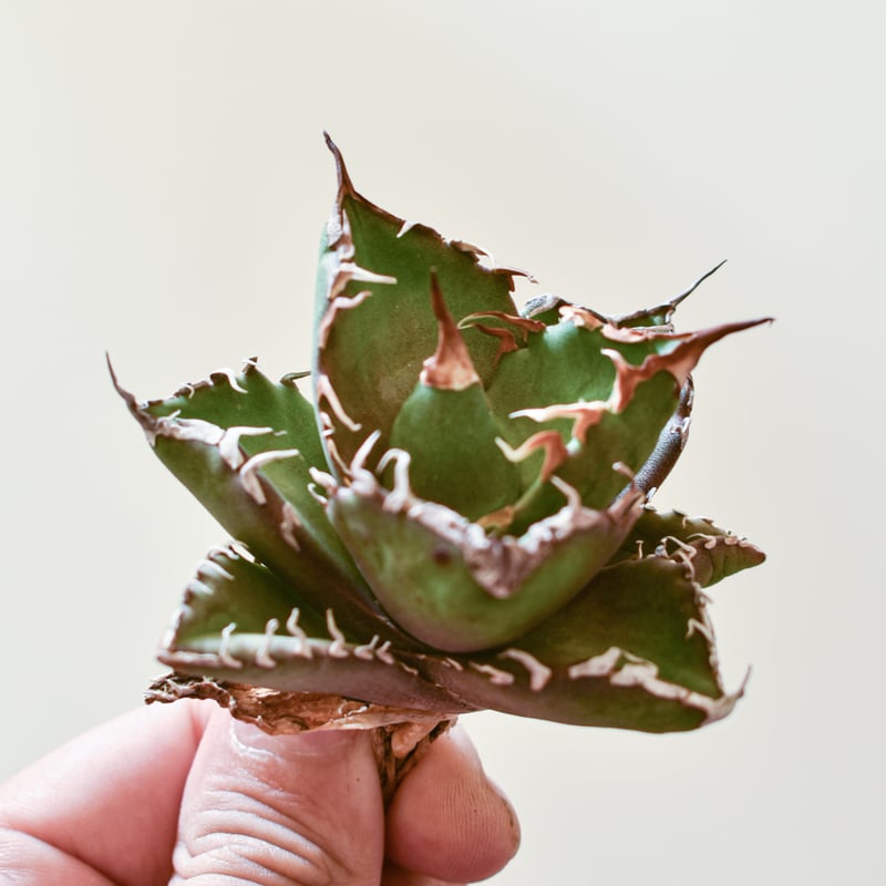 アガベ チタノタ ウルヴァリン / 金剛狼 【台湾 dragon agave産/子株