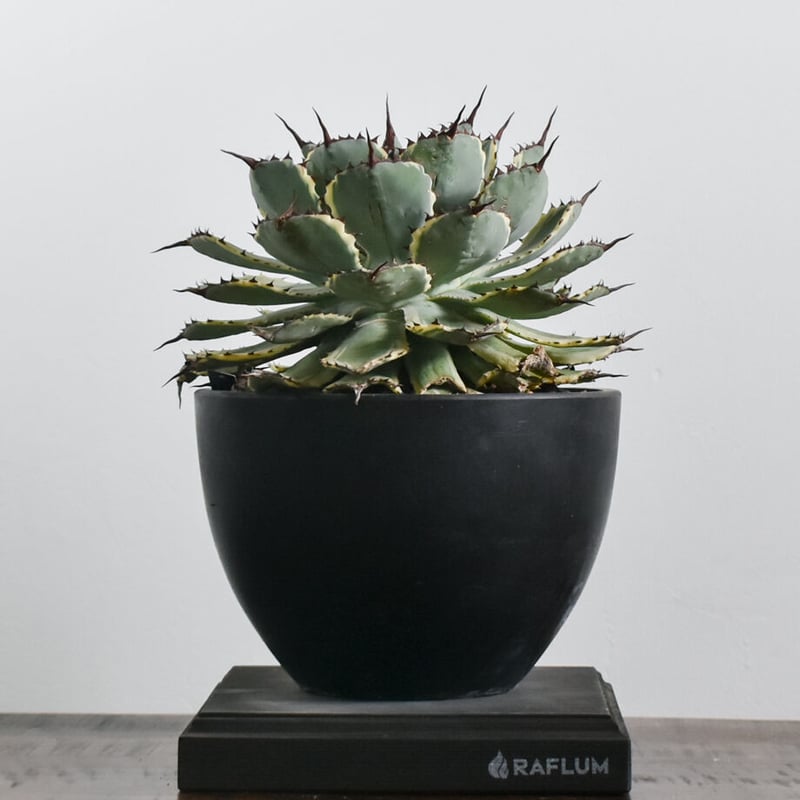 アガベ ポタトラム デザートダイヤモンド【良血統のギュッと詰まった良