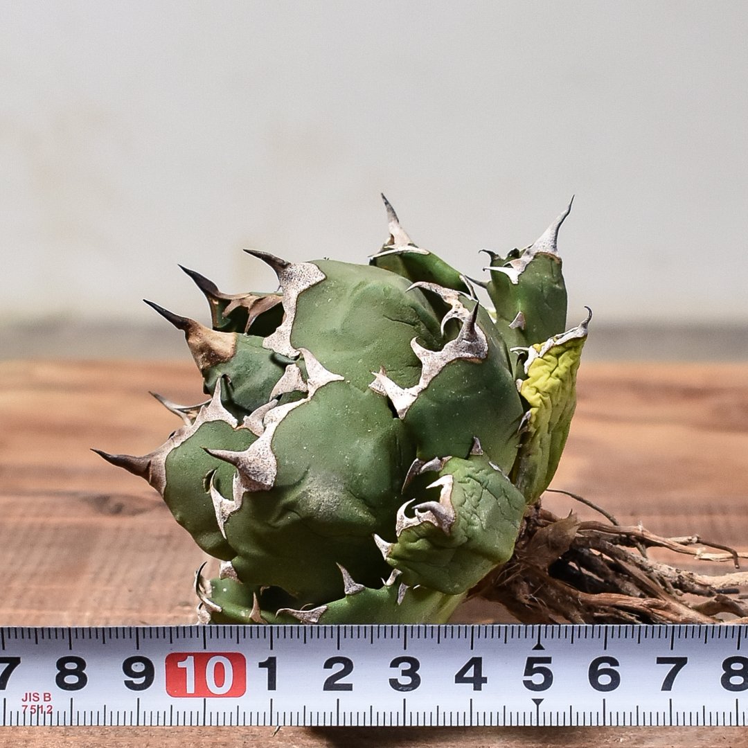 アガベ チタノタ オテロイ fo076 ワイルド ボールタイプ 子株3付き 7