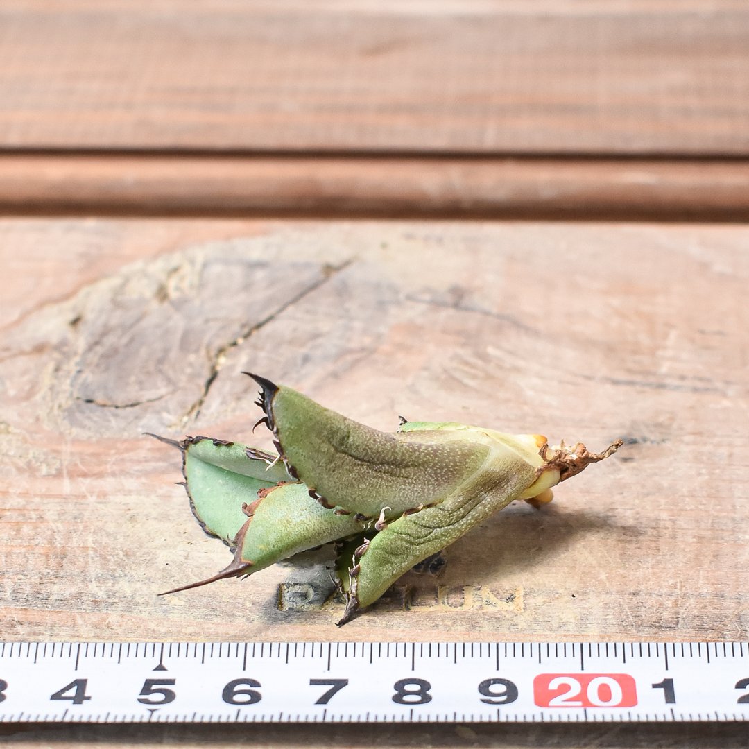 アガベ　大鋼牙 アガベ チタノタ 白排刺 大鋼牙 / Agave titanota 'Chain' #1 |