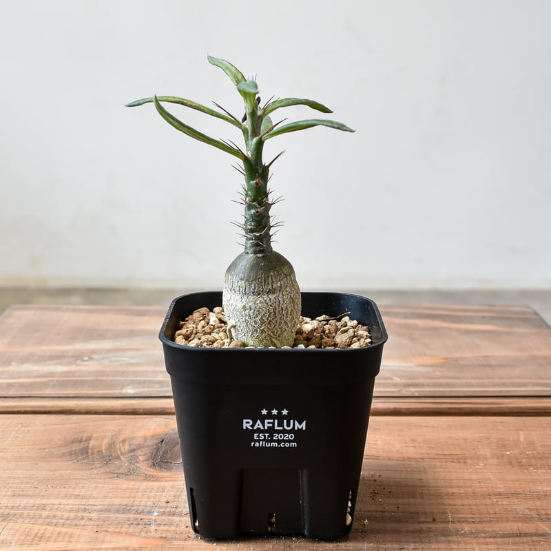 パキポディウム サキュレンタム【実生】HK2401951 | RAFLUM / ラフラム