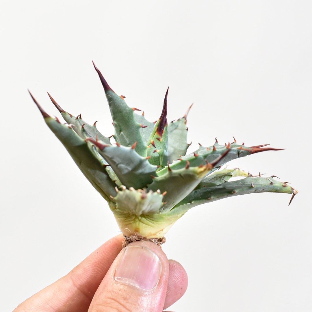 アガベ hybrid イシスメンシス×エボリスピナ/甲蟹X妖炎 【台湾 dragon