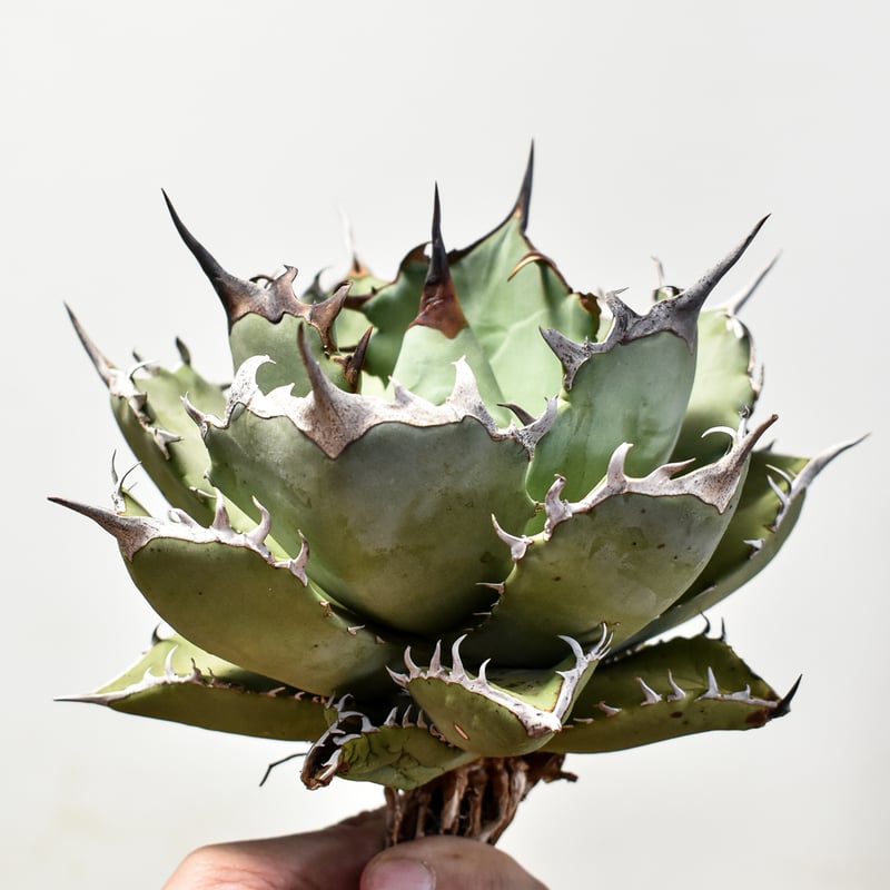 アガベ　チタノタ　鳳凰　フェニックス　#020 アガベ チタノタ フェニックス 