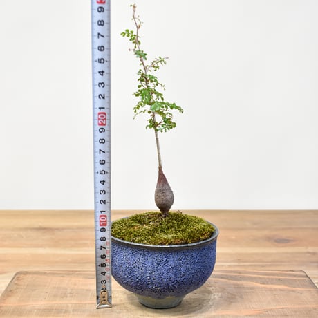 【“WACK” ON YOUR SIDE】オペルクリカリア パキプス WACK-A112