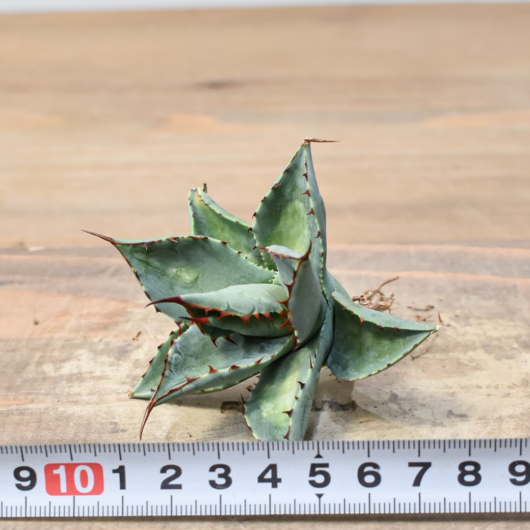 アガベ ハイブリット （パラサナ、イシスメンシス）× 曙光【台湾