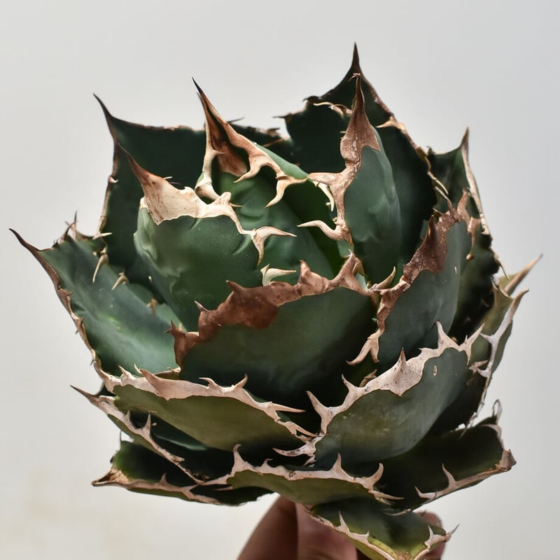 アガベ チタノタ オテロイ 