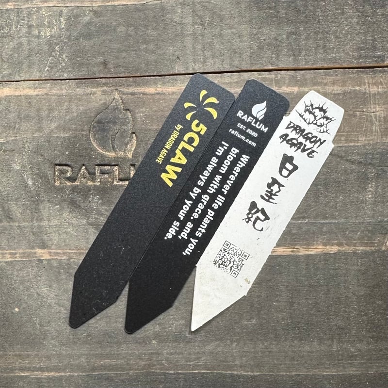 5CLAW】アガベ チタノタ 