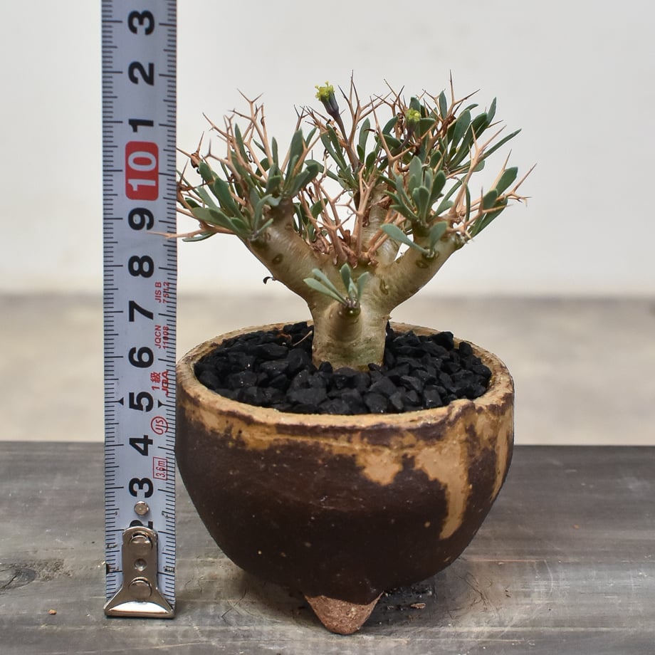 オトンナ ユーフォルビオイデス 