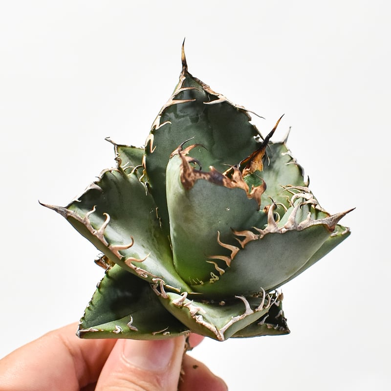 国内実生最高峰】アガベ オテロイ【OSPセレクト株 / 抜き苗 / 実生】3