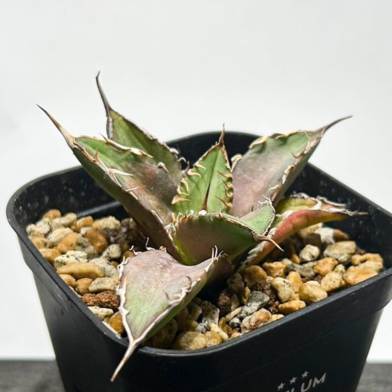 アガベ チタノタ 