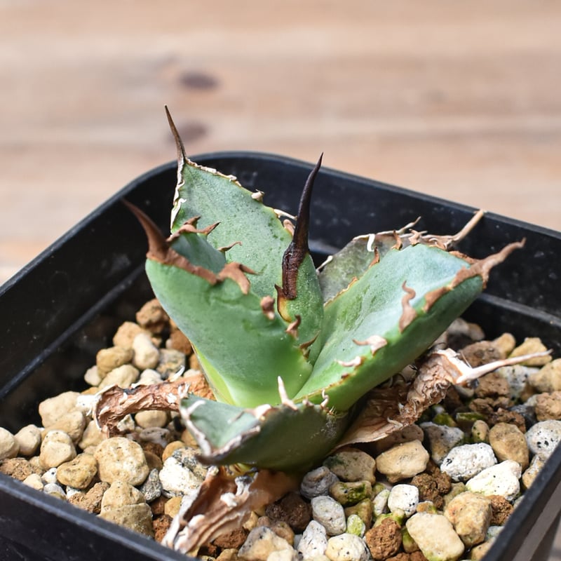 EC27 黒犀牛 AGAVE】アガベ DRAGON 大株 極上血統 鉢ごと発送 黒犀牛 ドラゴンアガベ 親株出品 アガベ – SHOP ONLINE TaiShoDo アガベ