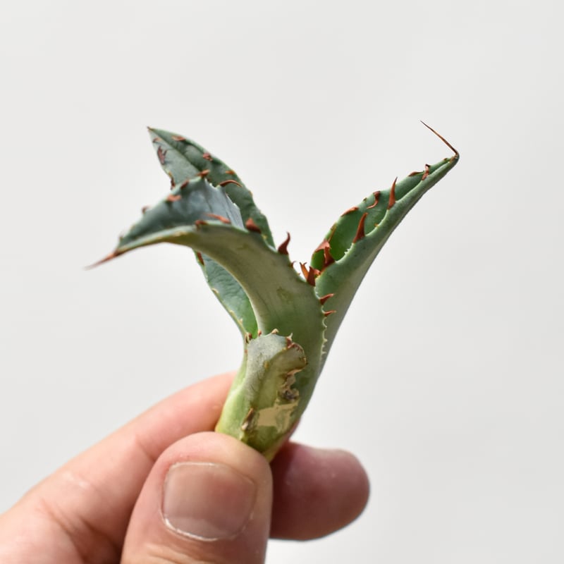 アガベ ハイブリット 