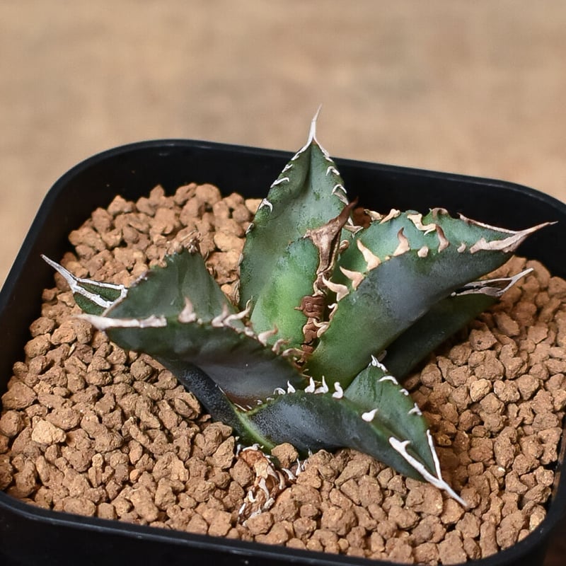 SALE中　アガベチタノタ　ホワイトファイヤーOC株　オテロイ実生　1981 SALE中 アガベチタノタ ホワイトファイヤーOC株 オテロイ実生