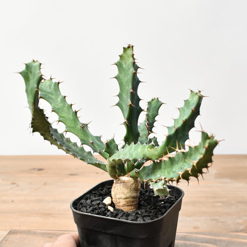 ユーフォルビア クラビゲラ【実生】 RFHK25011506 | RAFLUM / ラフラム