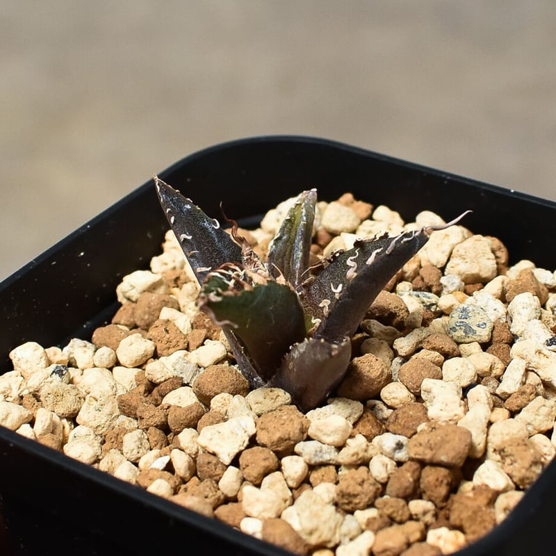 チタノタ シーザー (アガベ パキポディウム ユーフォルビア オテロイ SRL チタノタ シーザー (アガベ パキポディウム ユーフォルビア