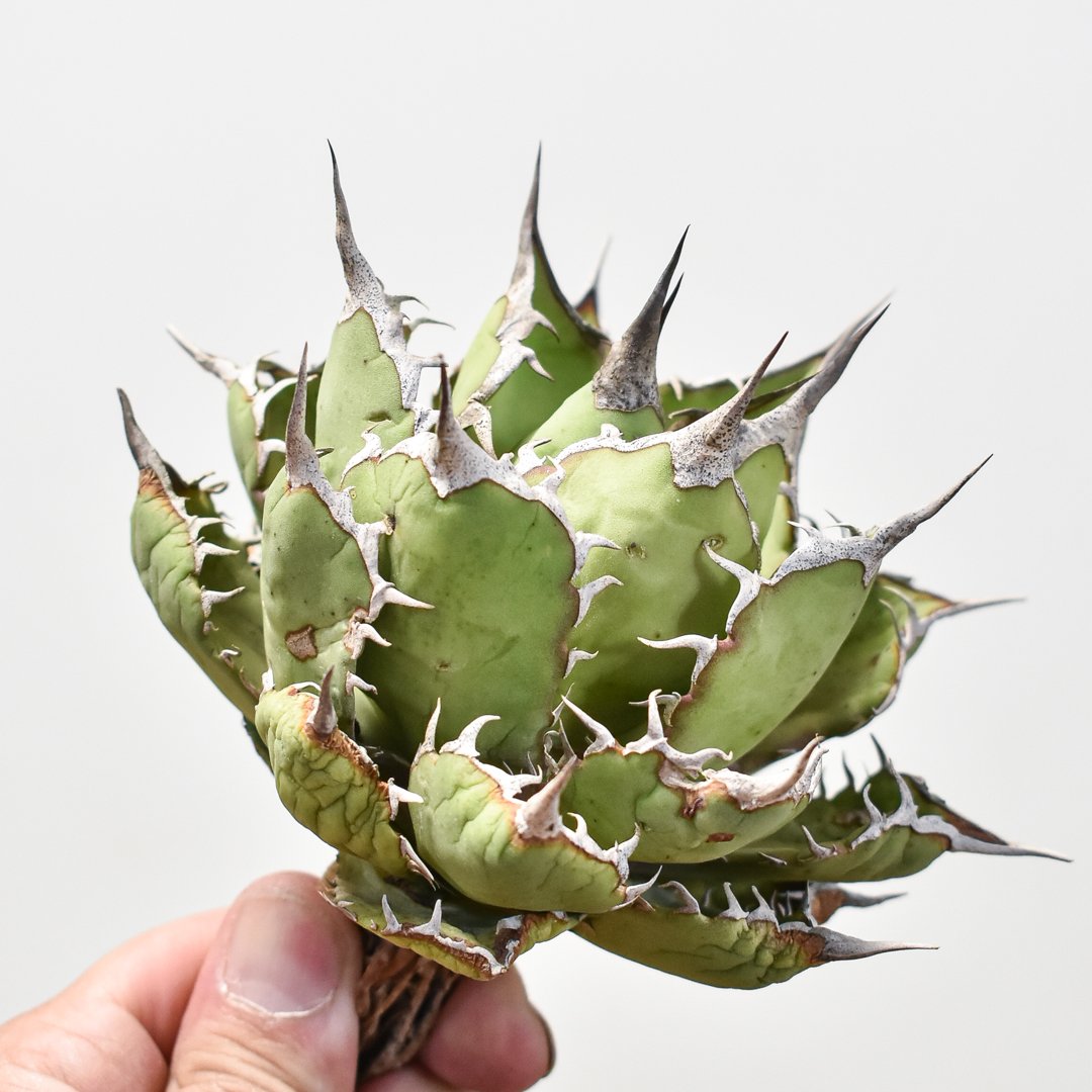 アガベ チタノタ 