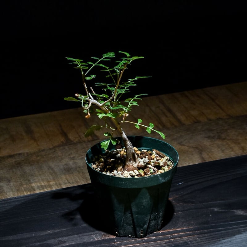 パキコルムス ディスカラー 