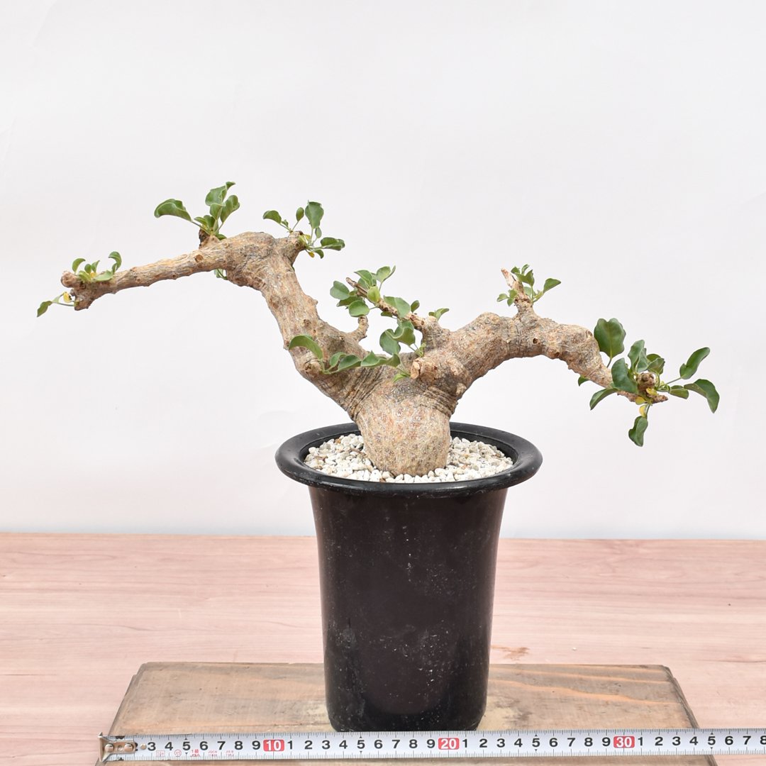 コミフォラ　ドレイク　ブロックマニー　抜き苗 観葉植物 【新着抜き苗】コミフォラ ドレイクブロックマニー④