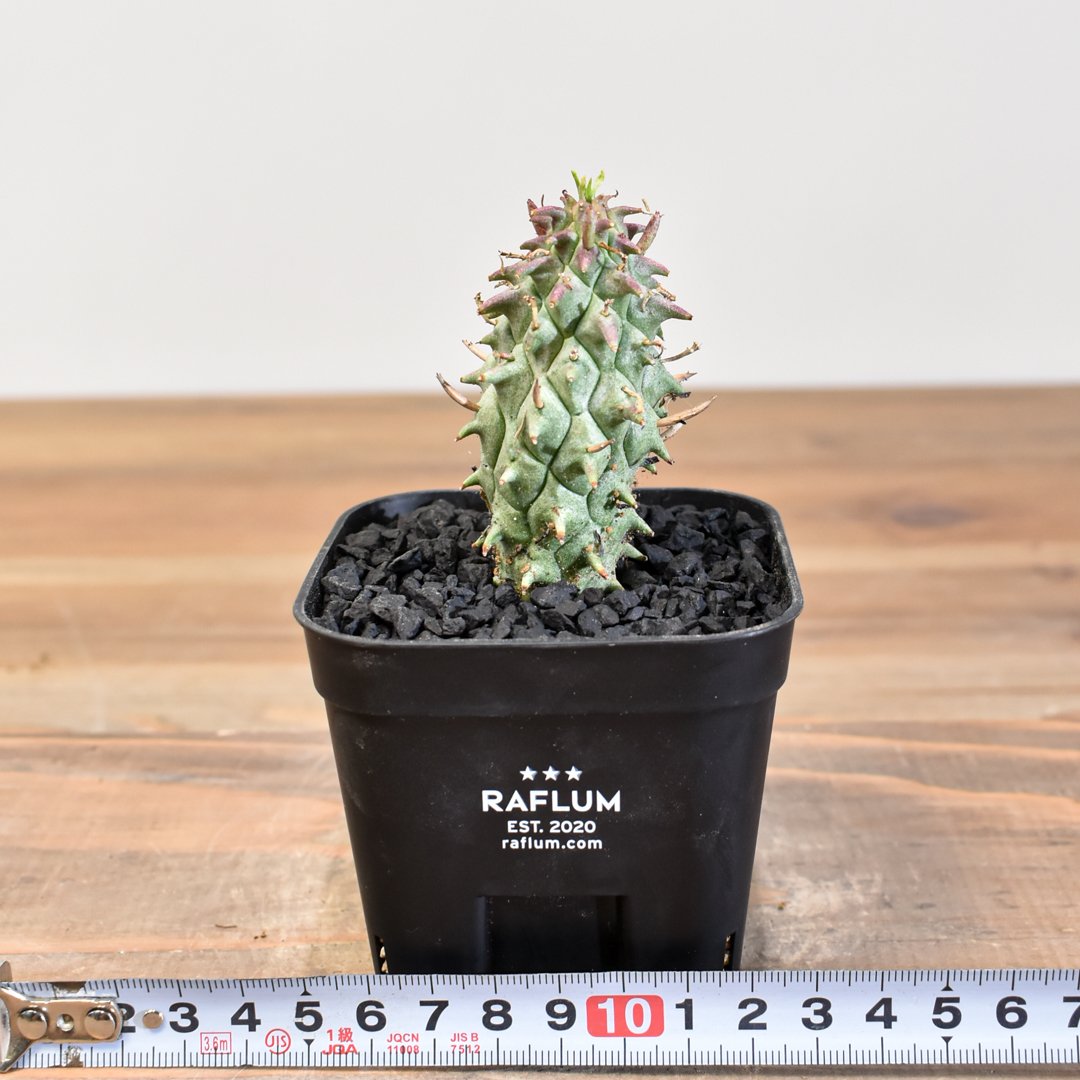 闘牛角　スコエンランディ　現地球 闘牛角 スコエンランディ 現地球 - メルカリ