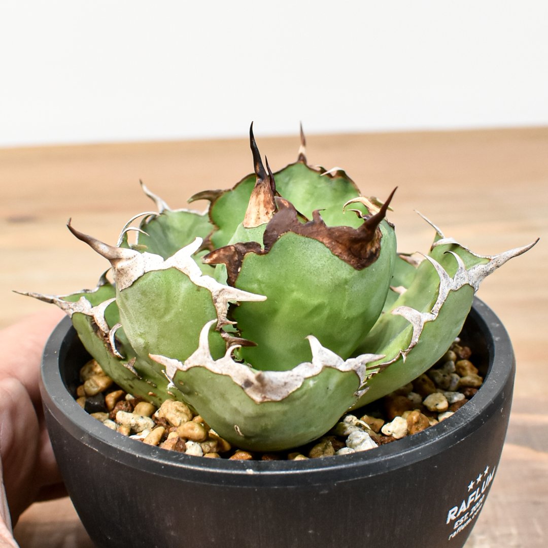 アガベ チタノタ 