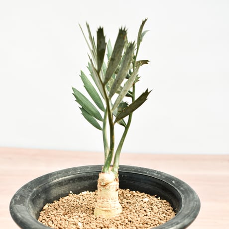 【国際希少野生動植物種登録票付】エンセファラルトス レーマニー RFHK-389