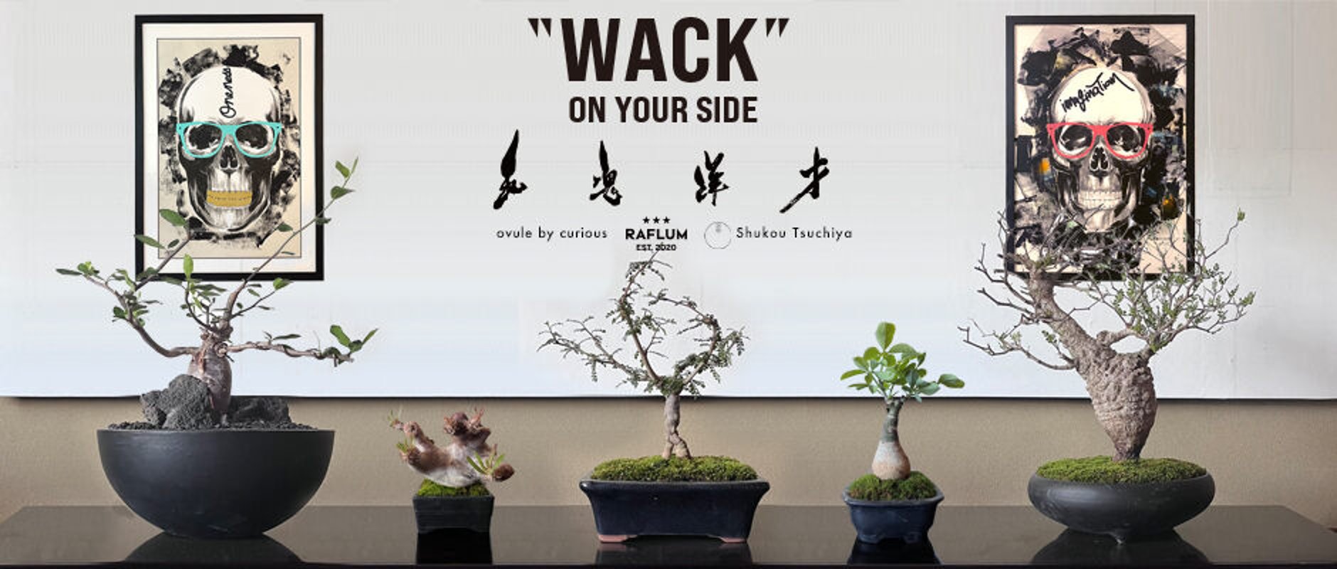 wire ウィレ ウッドレジンプレート 植物 アガベ 塊根植物 台座 美品 wire ウィレ ウッドレジンプレート 植物 アガベ 塊根植物 台座 美品
