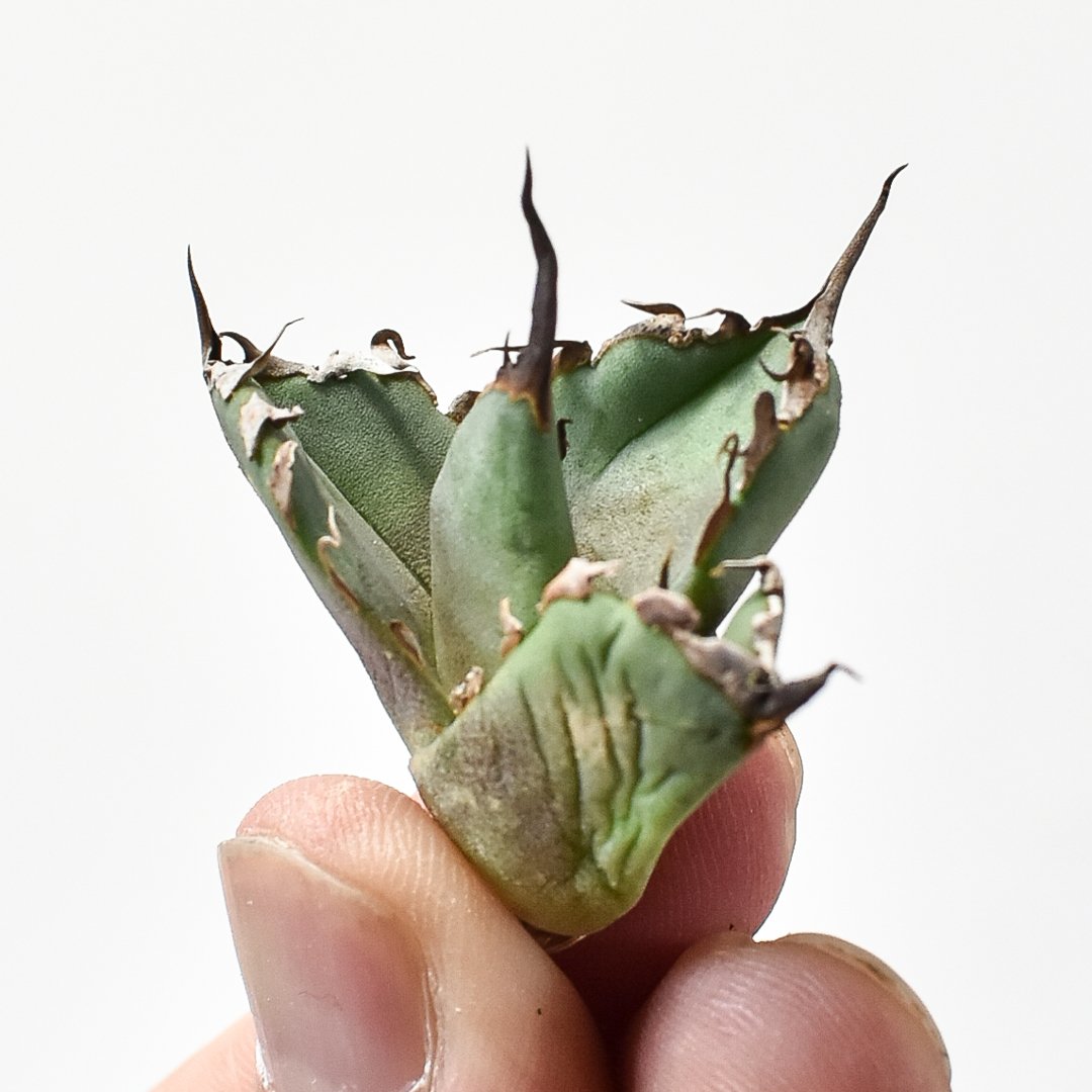 アガベ チタノタ DENNIS020【台湾 dragon agave産/抜き苗/子株】B D