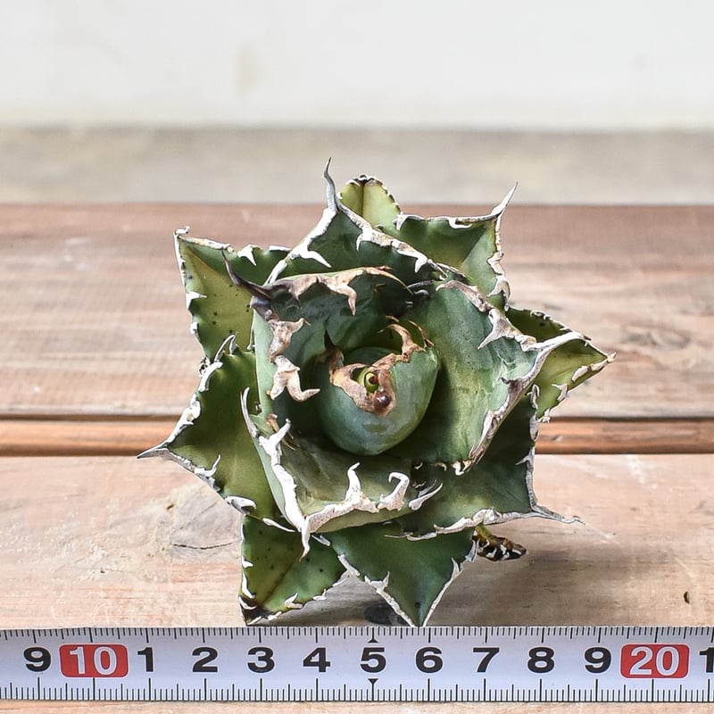 アガベ チタノタ　ルミナス　OC バラクーダ　狂刺夕映　ソーラーエクリプス悪魔的 fit=scale-down,w=1200