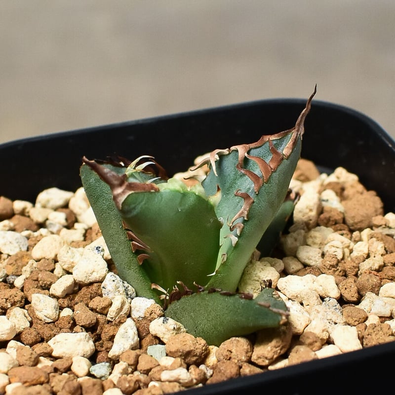 Agave titanota アガベ チタノタ 鳳凰 フェニックス 発根済