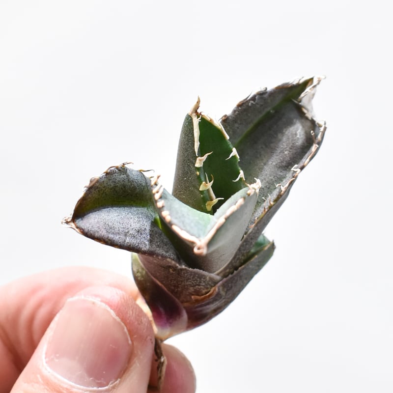 レア品種】アガベ チタノタ 