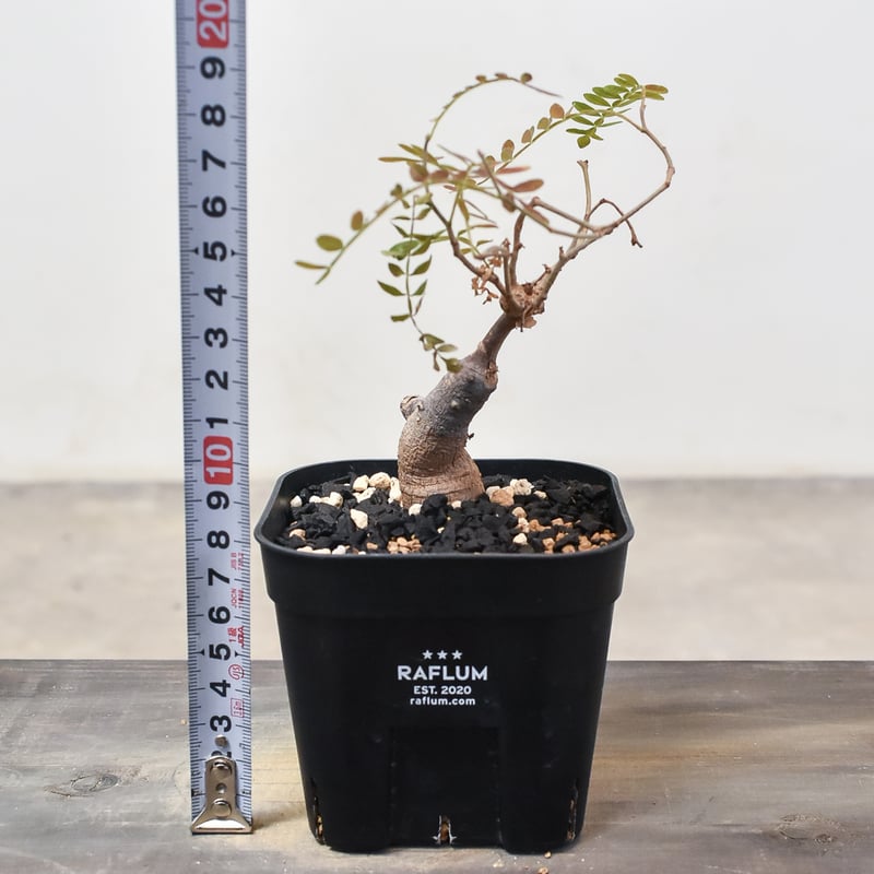 オペルクリカリア　ヒファエノイデス オペルクリカリア ヒファエノイデス | GREEN LUCK