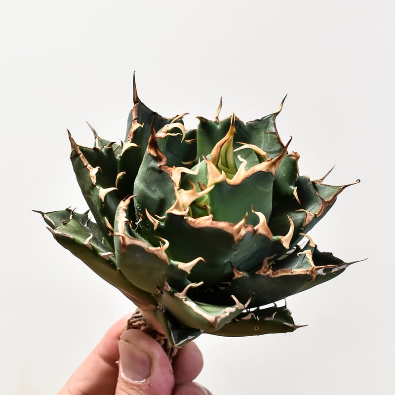 アガベ チタノタ 