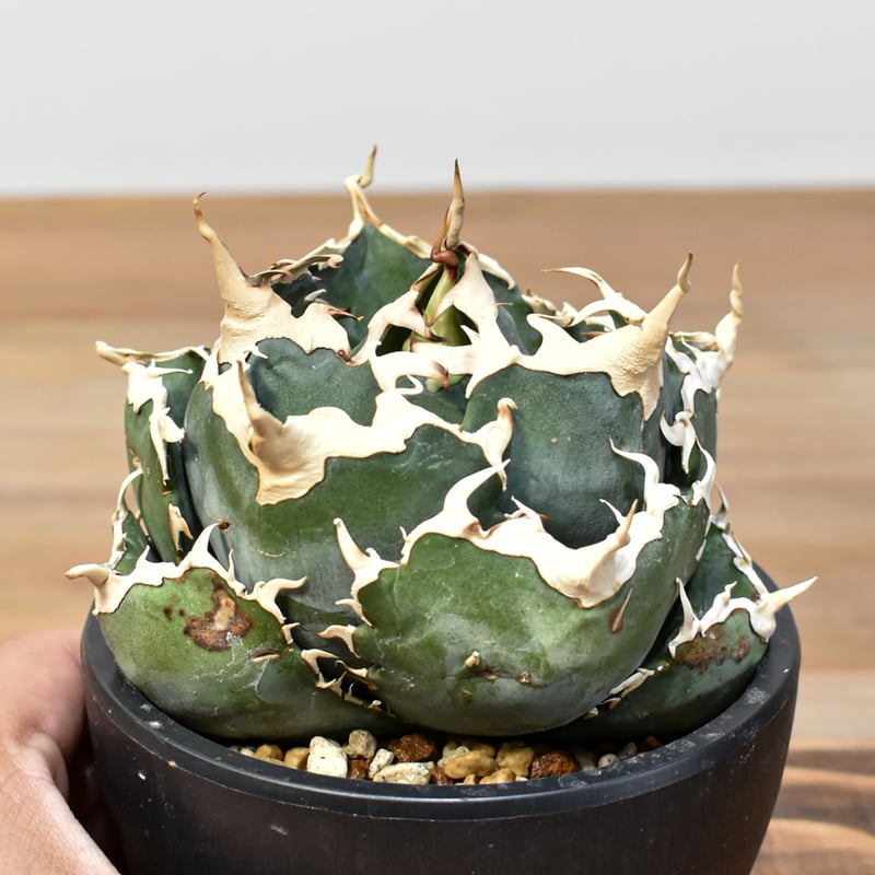 アガベ　台湾白鯨　ロングスパイン　親株出品　プレステラ鉢植え発送　特価　台湾血統 5CLAW】アガベ チタノタ “精品白鯨” 【台湾 dragon agave産/発根済み/中