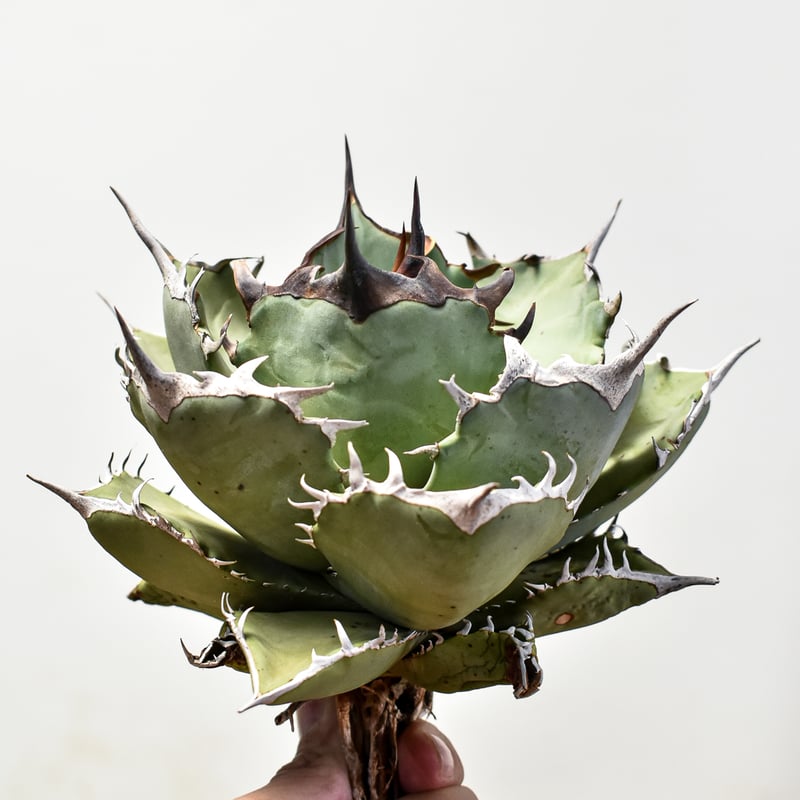 アガベ チタノタ フェニックス 