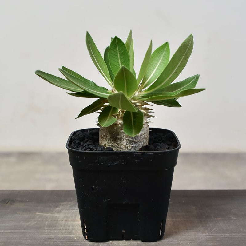 パキポディウム タッキー 実生 【公式通販】