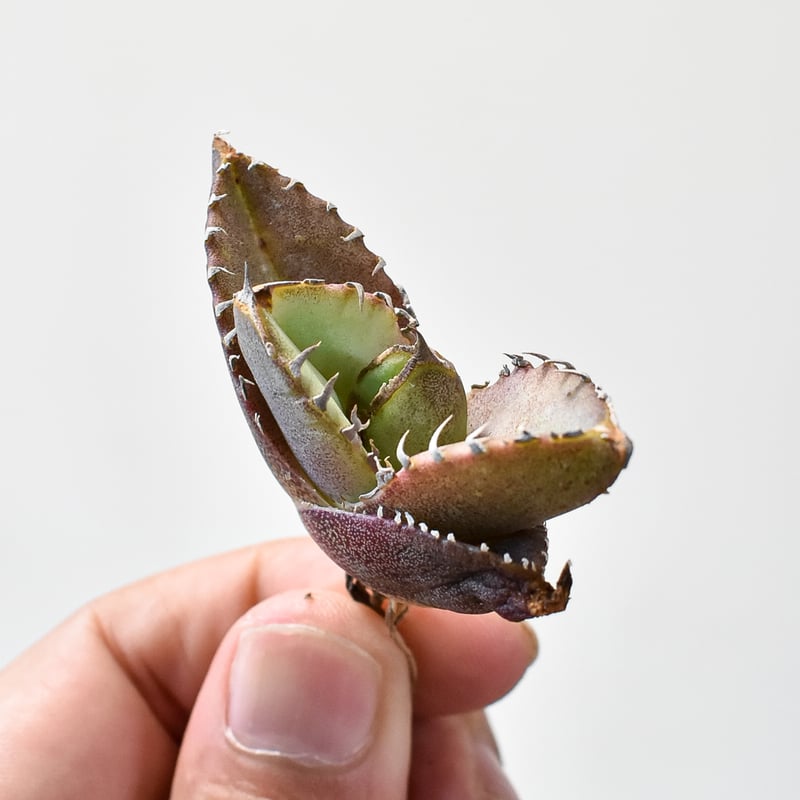 j*e様 ⑬ チタノタ クイーン 大株　QUEEN　イラン産輸入株　アガベ タ*ケ様 ㉞ アガベ クイーン QUEEN 特大極上株 イラン産輸入株