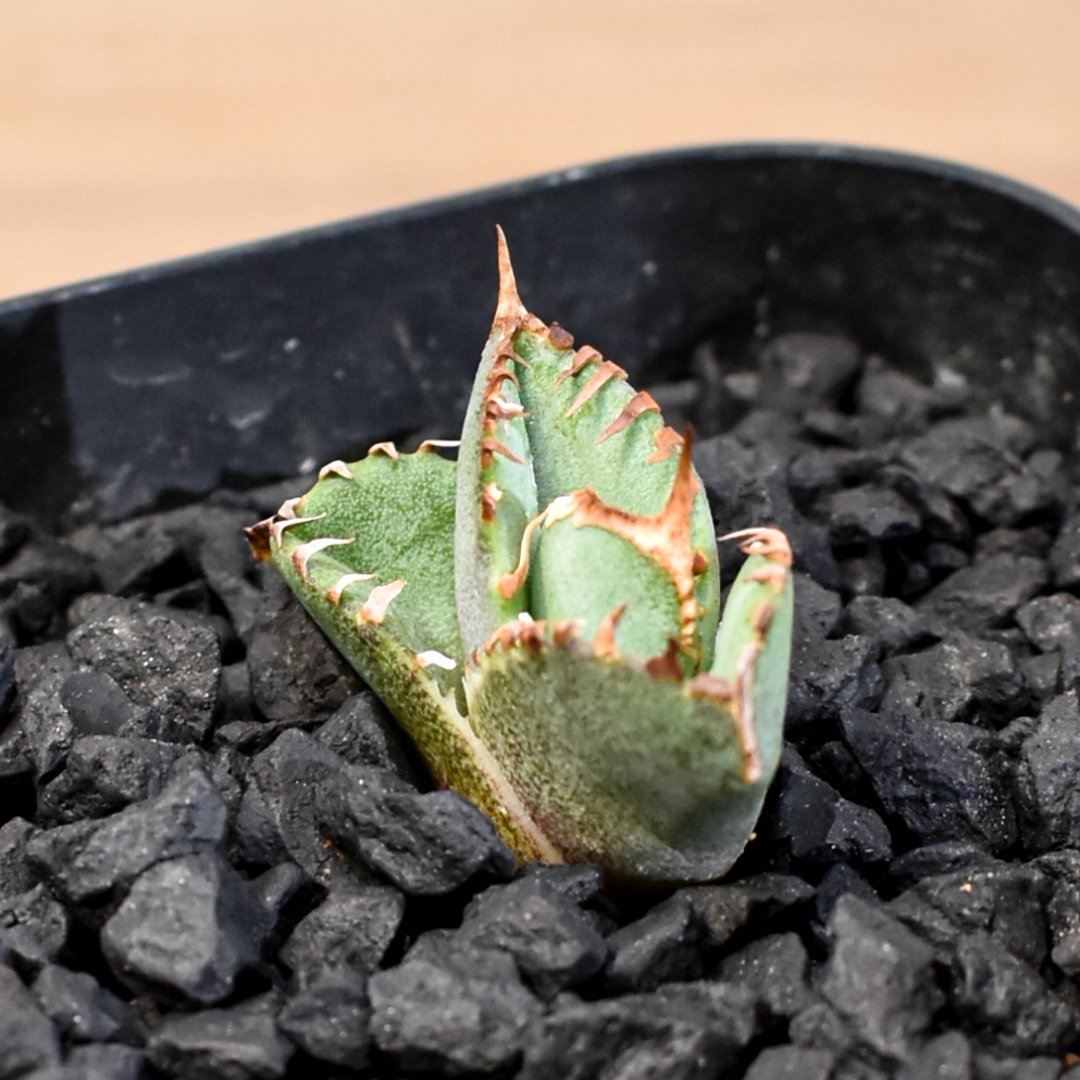 アガベ チタノタ ホオジロザメ 