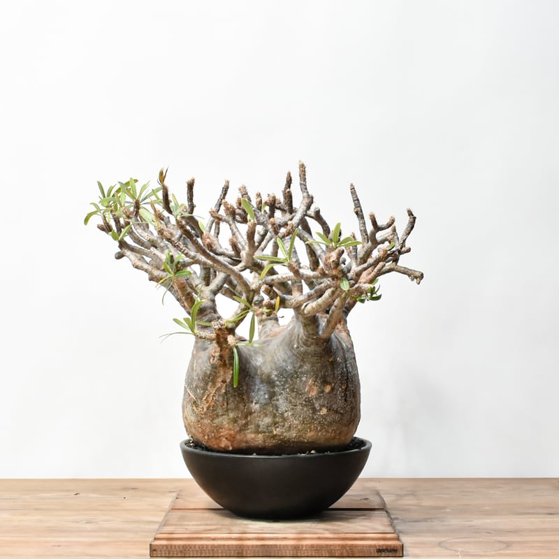 RAFLUMコレクション】パキポディウム グラキリス 