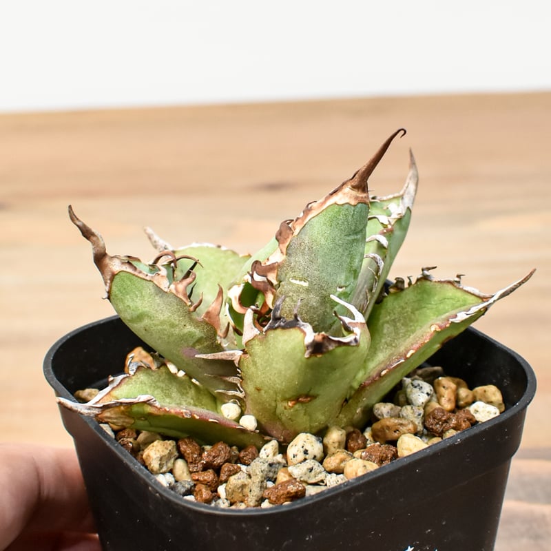 アガベ チタノタ チーター 