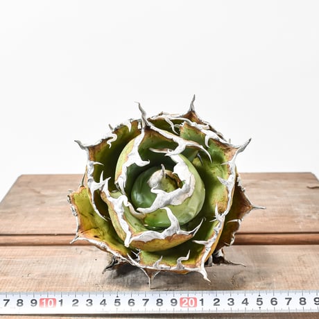 アガベ チタノタ ”ボールタイプ白鯨” "精品老大白鯨”【台湾 dragon agave産/抜き苗/大株】A DG25010045(T)