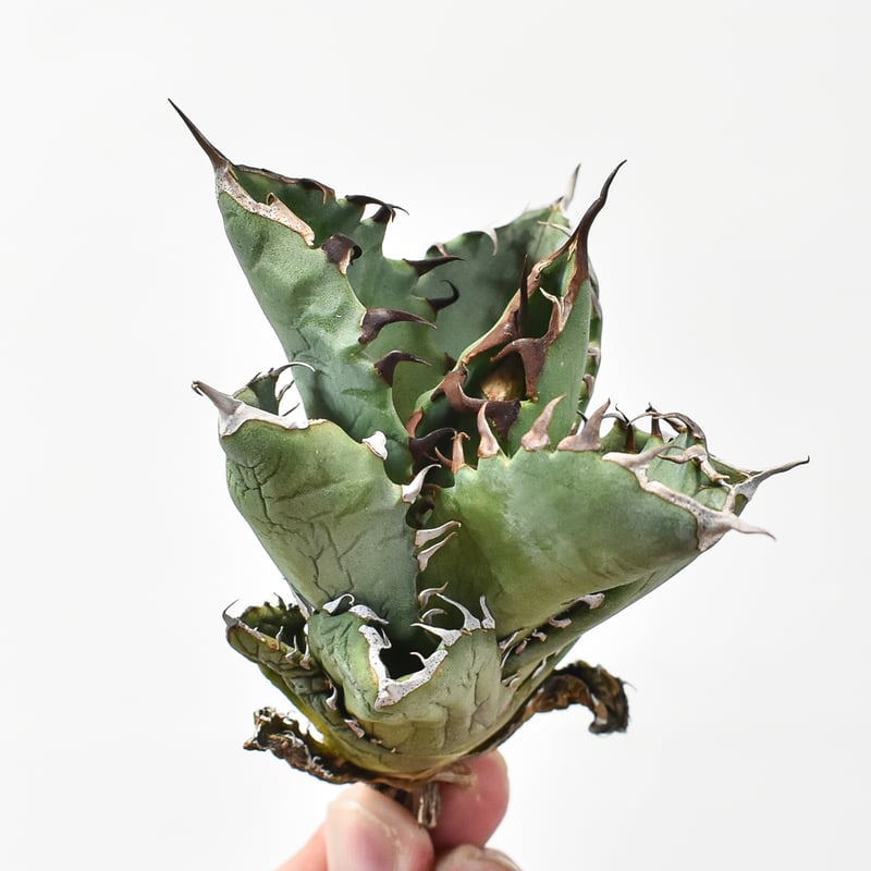 アガベ チタノタ 