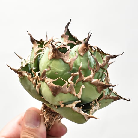 【5CLAW】アガベ チタノタ シーザー / 精品凱撒 【台湾 dragon agave産/中株/抜き苗】DG25010525
