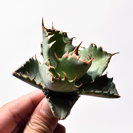 アガベ ハイブリット "甲妖 x 蟹"【台湾botanical_seeker産】RF25012099