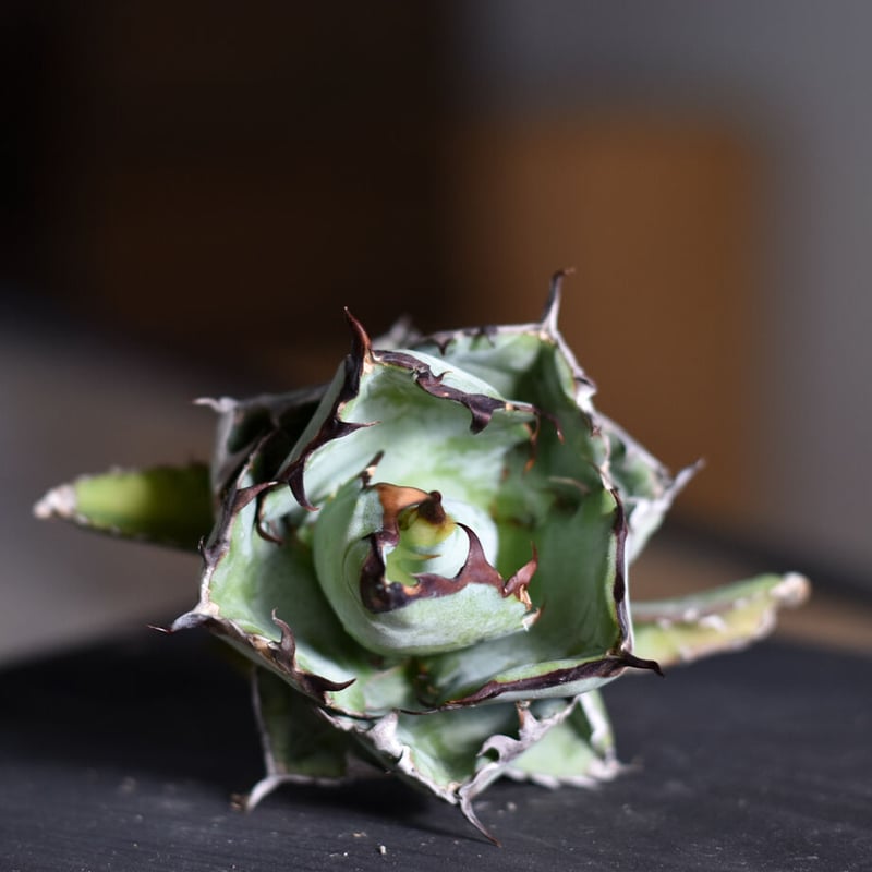 アガベ チタノタ ブラックアンドブルー 