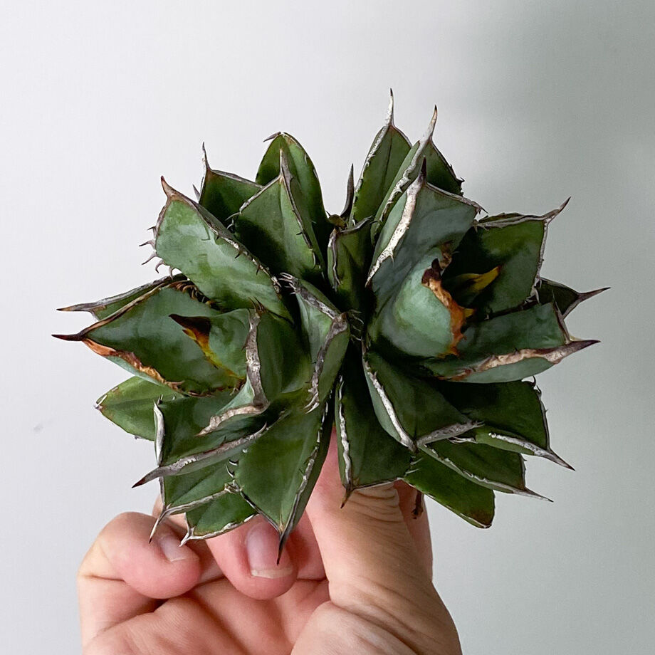 アガベ　チタノタ　レジェンド子株（ダブルヘッド） アガベ チタノタ レジェンド子株（ダブルヘッド）