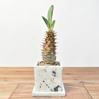 ペラルゴニウム ミラビレ 大株（発根済み）C RF231902(T