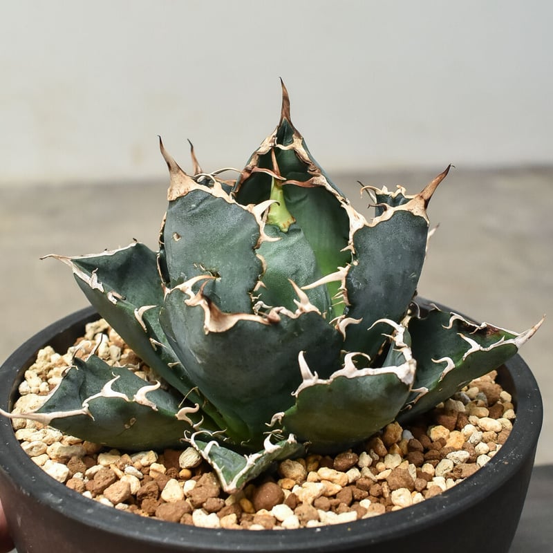 白鯨】Lize 台湾 Agave titanota アガベ チタノタ - 観葉植物